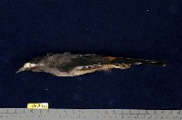 藏品(白耳畫眉)的圖片